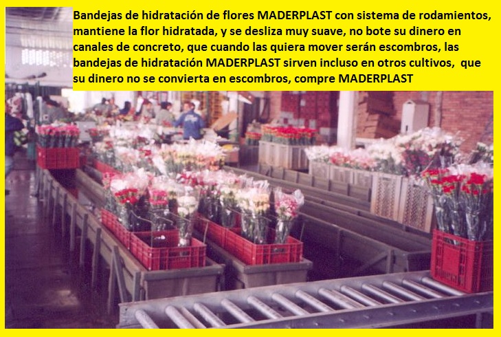 hidratación de flores cortadas poncheras bandejas cajas canaletas hidratar flores cosechas postcosecha hidratadas hidratar en canecas bandejas plásticas maderplast canales aspersión posetas 008 hidratación de flores cortadas poncheras bandejas cajas canaletas hidratar flores cosechas postcosecha hidratadas hidratar en canecas bandejas plásticas maderplast canales aspersión posetas 008 hidratación de flores cortadas poncheras bandejas cajas canaletas hidratar flores cosechas postcosecha hidratadas hidratar en canecas bandejas plásticas maderplast canales aspersión posetas 008